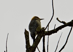 Melanerpes aurifrons