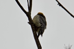 Melanerpes aurifrons