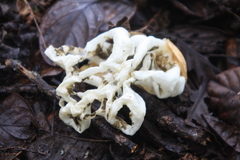 Ileodictyon cibarium