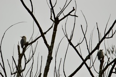 Melanerpes aurifrons