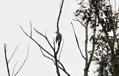 Melanerpes aurifrons