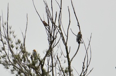 Melanerpes aurifrons