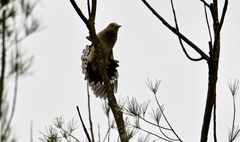 Melanerpes aurifrons