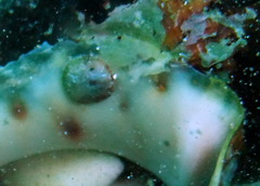 Littorinimorpha