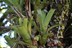 Aechmea nudicaulis image