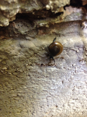 Zonitidae