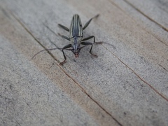 Navomorpha sulcata