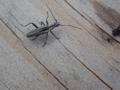 Navomorpha sulcata