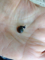 Zonitidae