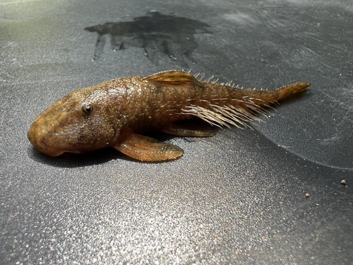 Smoothside whiptail (Harttia leiopleura) — Loricariidae