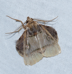 Ceroctena amynta