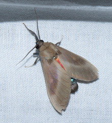 Himerarctia griseipennis