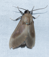 Himerarctia griseipennis