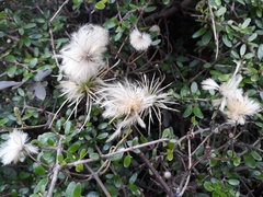 Clematis forsteri