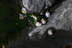 Siphonaria funiculata