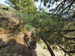Juniperus communis communis