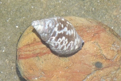 Cominella lineolata