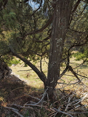 Juniperus communis communis