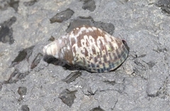 Cominella lineolata