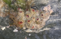 Pyura