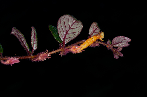 Columnea suffruticosa