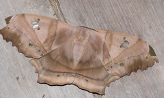 Arsenurinae