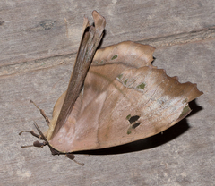 Arsenurinae