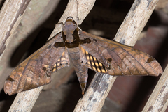 Adhemarius tigrina