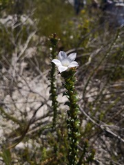Roella amplexicaulis