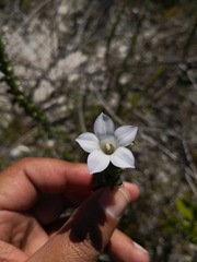 Roella amplexicaulis