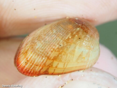 Representative image of Musculus subpictus