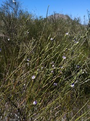 Psoralea aphylla