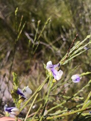 Psoralea aphylla