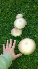 Agaricus osecanus