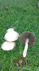 Agaricus osecanus