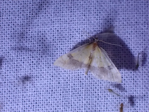 Choristostigma zephyralis photo 3