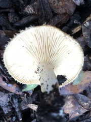 Lactarius mairei