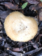 Lactarius mairei