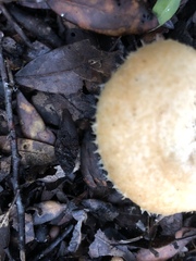 Lactarius mairei
