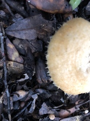 Lactarius mairei