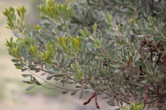 Acacia argyrophylla