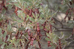 Acacia argyrophylla