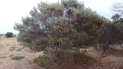 Acacia argyrophylla