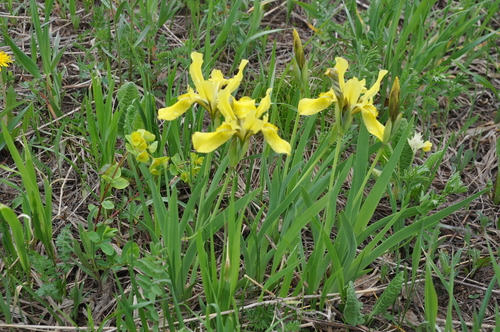 Iris bloudowii Ledeb.
