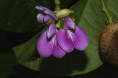 Canavalia cathartica