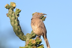 Toxostoma curvirostre