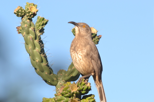 Curve-billed Thrasher, photo 5 of 10