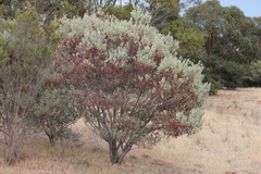 Acacia argyrophylla