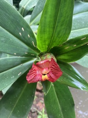 Costus laevis image