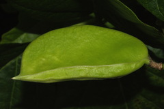 Canavalia cathartica